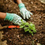 Πώς να φροντίσετε τον κήπο σας όλο τον χρόνο. Η εικόνα δείχνει δύο χέρια με γάντια να φροντίζουν χώμα