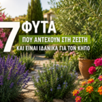 φυτά που αντέχουν στη ζέστη